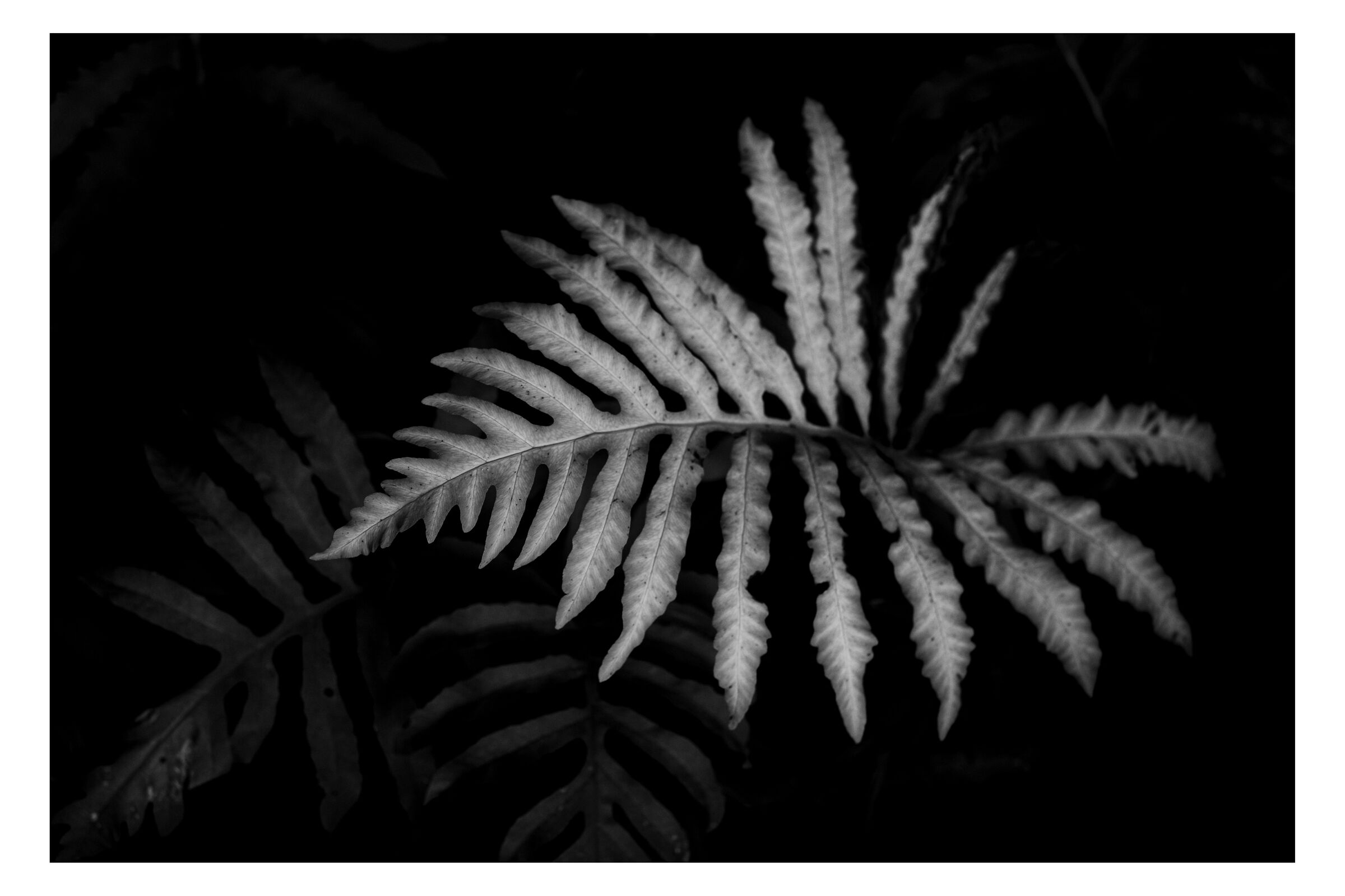 Black-and-white fern photograph by William Everett