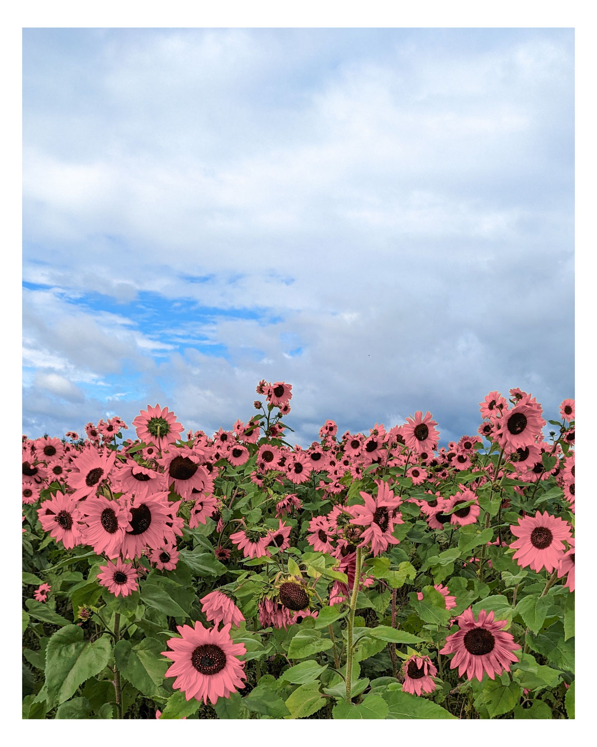 Nature photograph 4 by William Everett