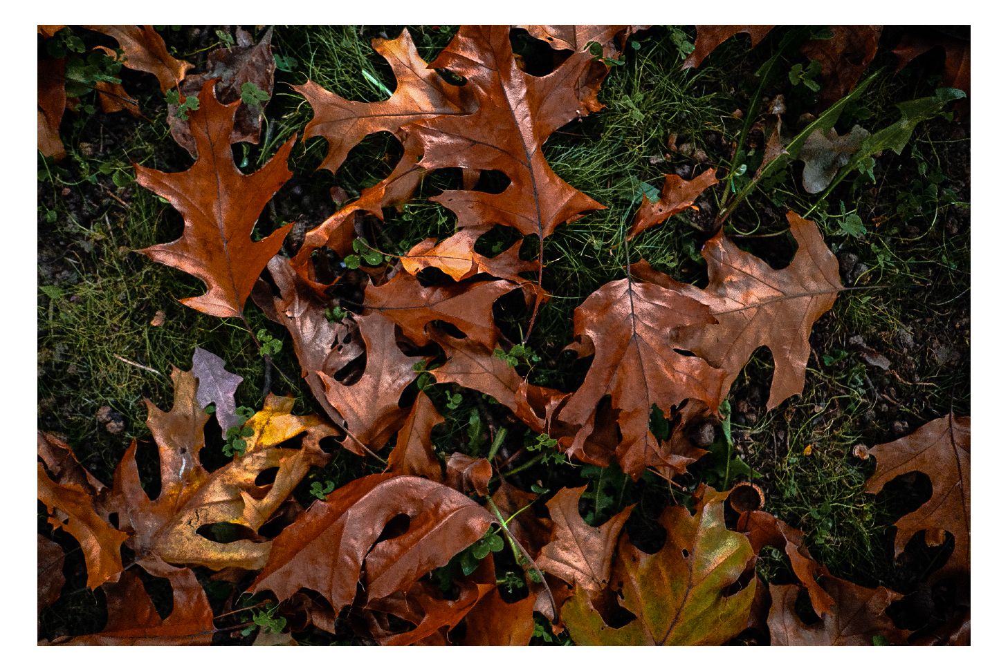 Nature photograph 13 by William Everett