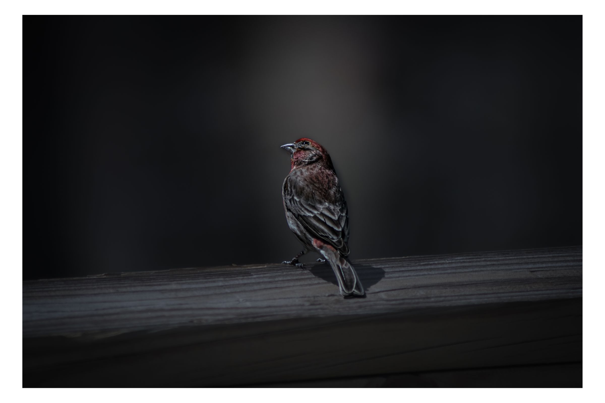 Nature photograph 17 by William Everett