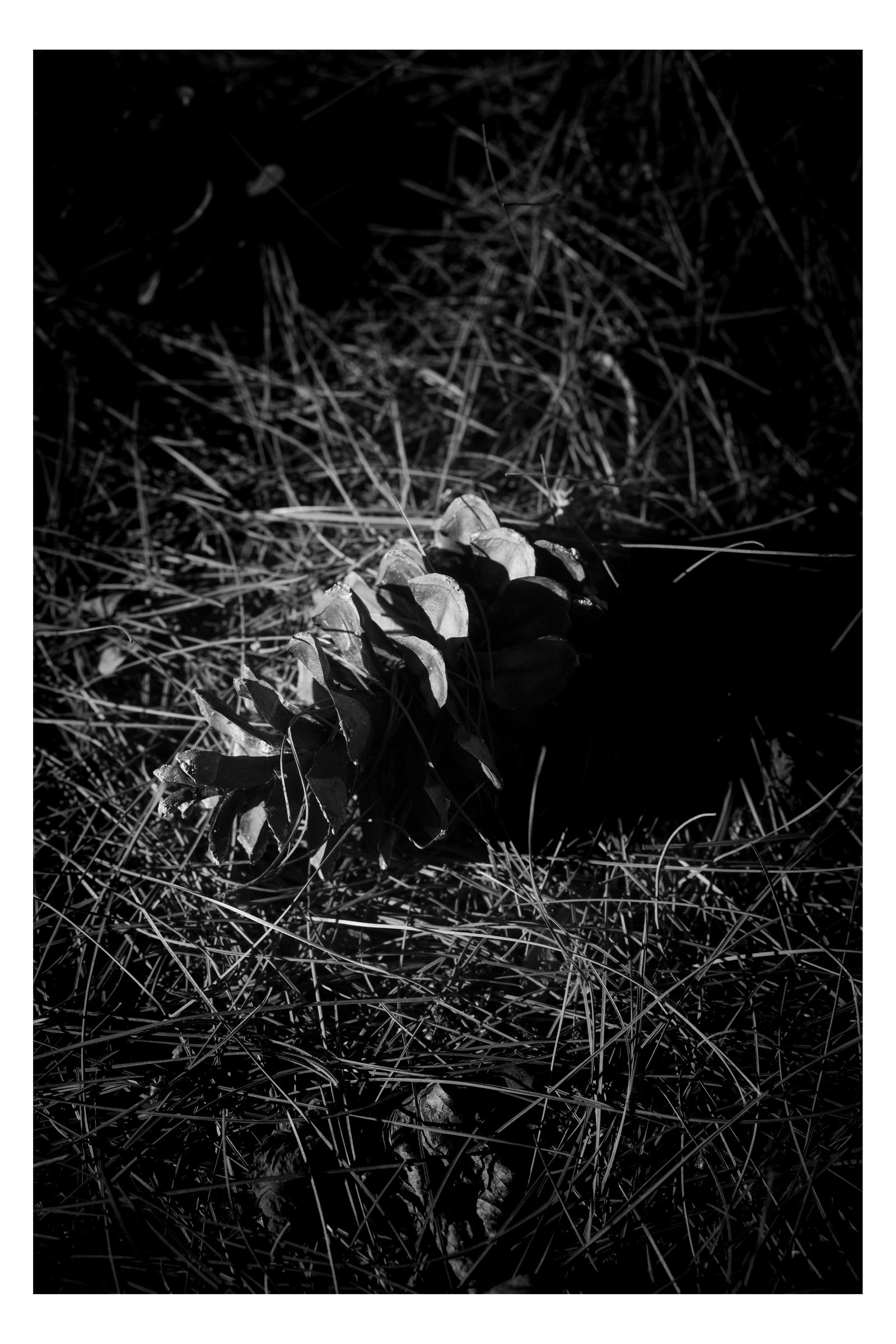 Nature photograph 44 by William Everett